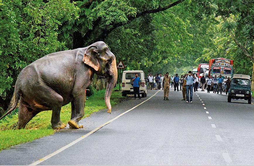 forest road