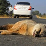 Animal road accident
