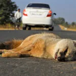 Animal road accident