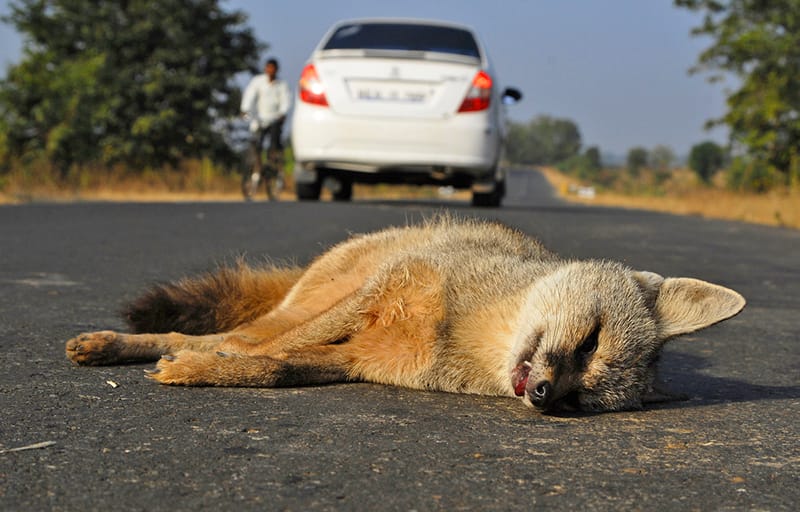 Animal road accident