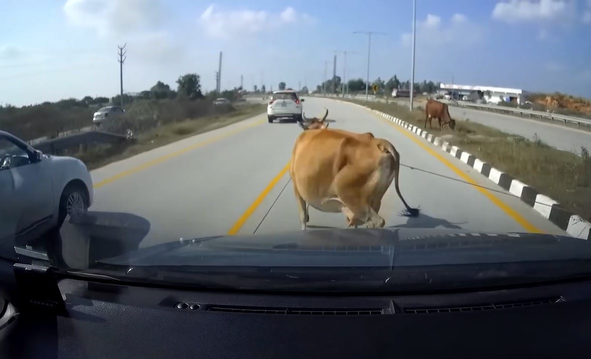 Animals in india road